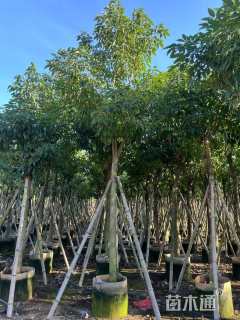 14公分紫花风铃木