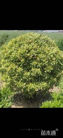 冠幅150厘米金边黄杨球