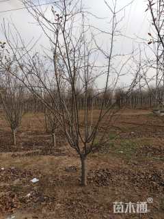 12公分垂丝海棠