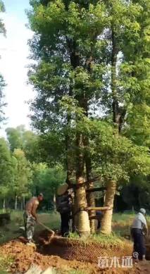 60公分多杆香樟