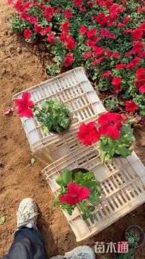 高度10厘米矮牵牛