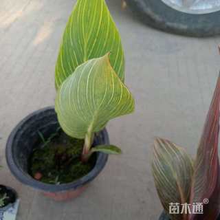 高度8厘米美人蕉