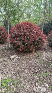 冠幅320厘米红叶石楠球