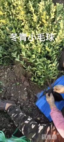 高度100厘米大叶黄杨