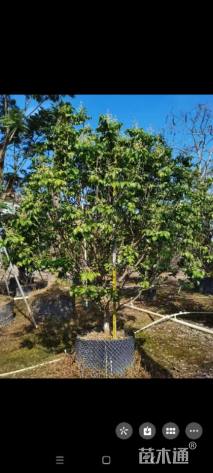 高度300厘米黄皮