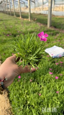 高度10厘米欧石竹