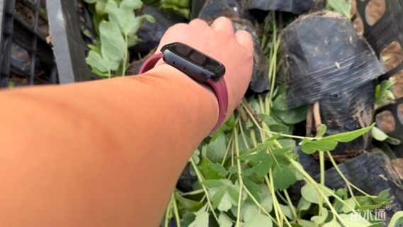 高度30厘米牡丹