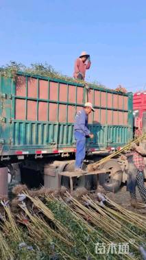 地栽苗金镶玉竹