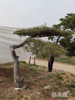 高度200厘米黑松