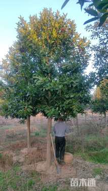 高度5厘米苦丁茶