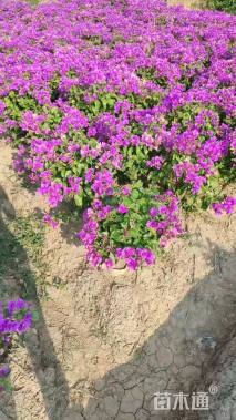 高度35厘米三角梅