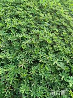 高度30厘米羽扇豆