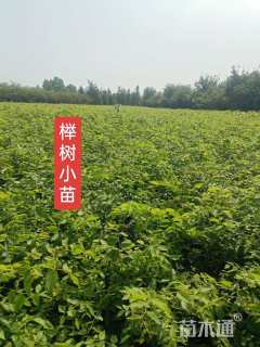 高度100厘米红榉小苗