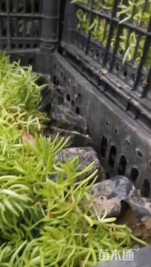 高度10厘米金叶佛甲草