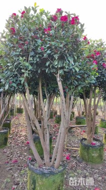 高度150厘米四季茶花