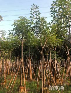 4公分红花风铃木