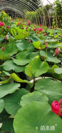 高度35厘米荷花