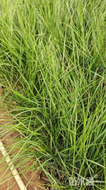 高度100厘米拂子茅