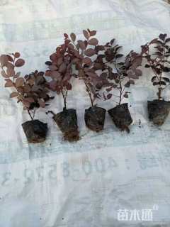 高度35厘米红花继木小苗