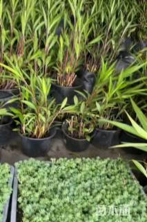 高度40厘米翠芦莉