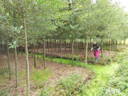 5公分弗吉尼亚栎