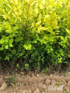 高度60厘米金叶女贞