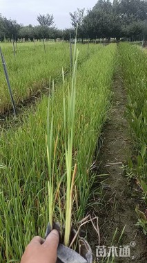 高度40厘米香蒲