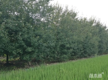 12公分美国红枫-秋火焰