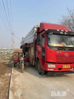 高度15厘米非洲凤仙