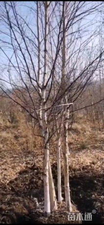 8公分丛生白桦