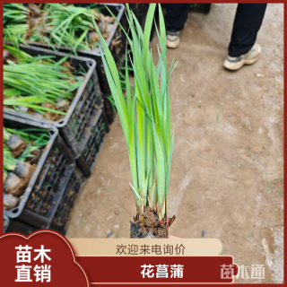 高度25厘米花菖蒲