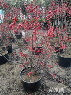 0.5公分北美冬青