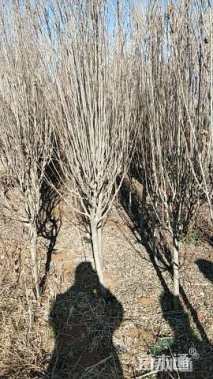 高度100厘米木槿