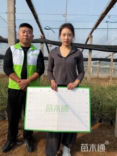 高度50厘米斑叶芒