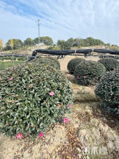 冠幅120厘米茶梅球