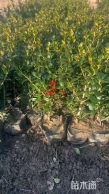 高度30厘米无刺枸骨小苗