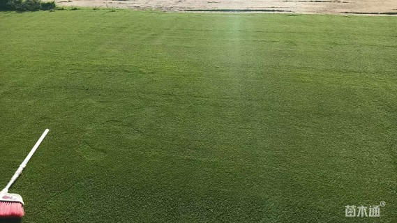 草卷状马尼拉草