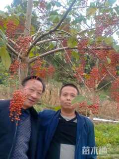 1公分毛叶山桐子