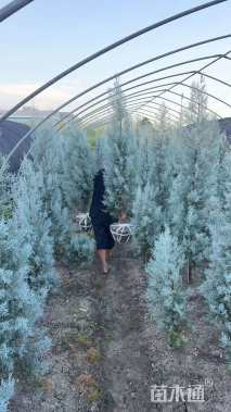 高度180厘米蓝冰柏