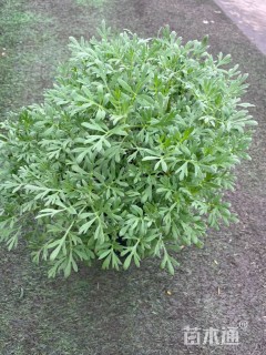 高度30厘米芙蓉菊