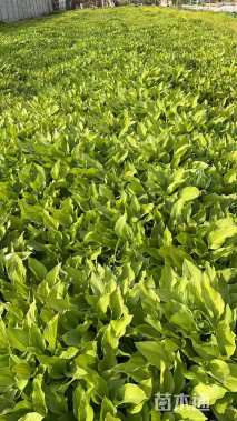 高度15厘米紫花玉簪