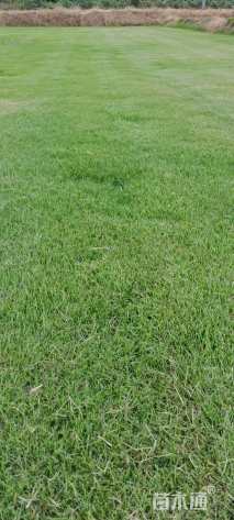 草块状马尼拉草