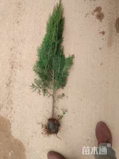 高度90厘米侧柏