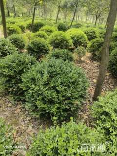 冠幅80厘米瓜子黄杨球