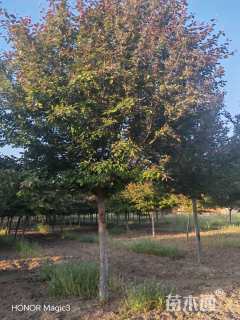 10公分绚丽海棠