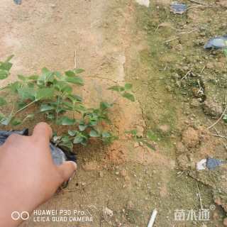 高度20厘米马缨丹