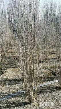 高度100厘米丛生木槿