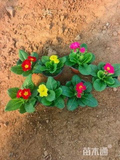 高度10厘米报春花