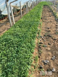 高度15厘米美丽月见草