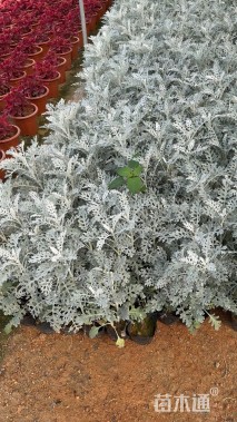 高度25厘米银叶菊